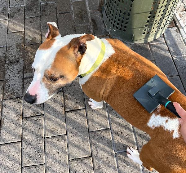 MAYA BELLISSIMA AMSTAFF Foto 8